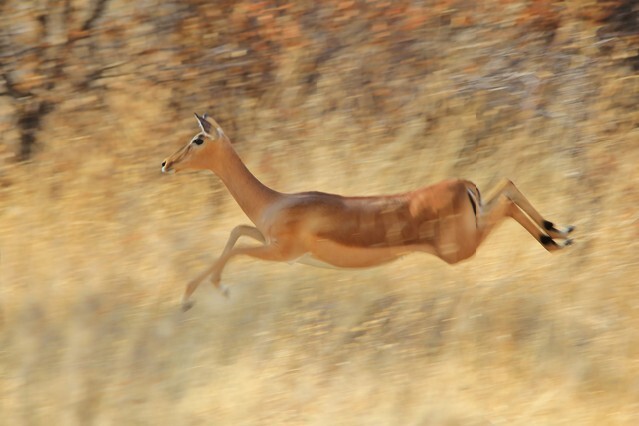 Impala - African Wildlife Background - Blur of Speed